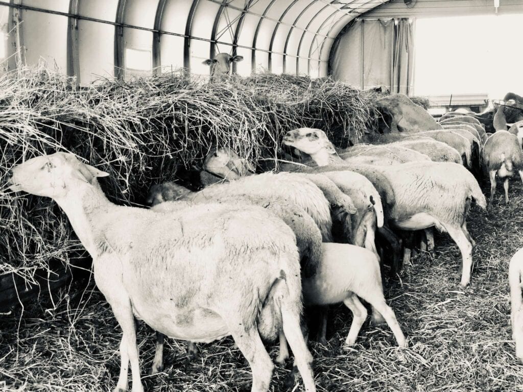 pecore per la ricotta salata di norcia